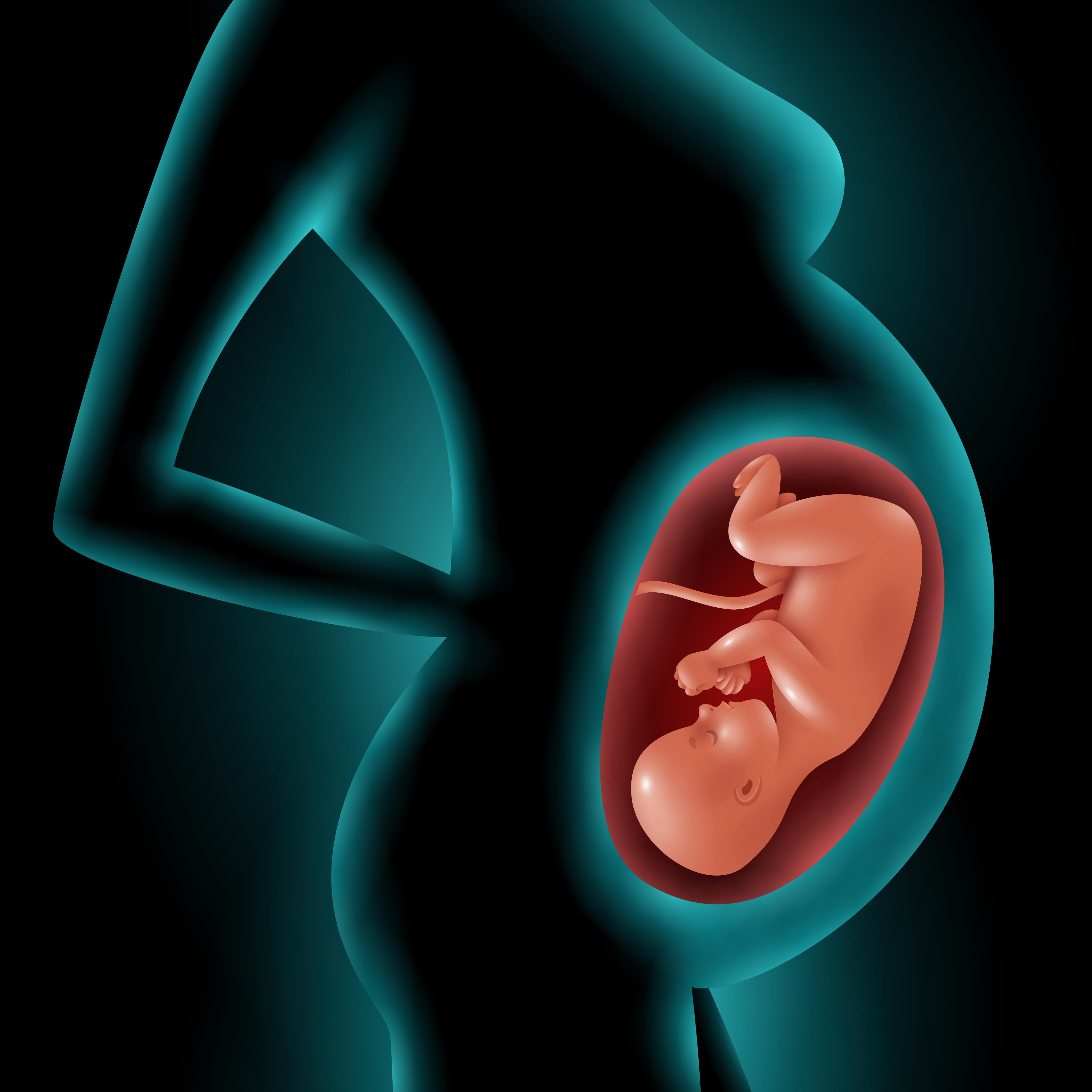 مراحل تطور الجنين أسبوعياً - بنات طب