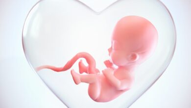 مراحل تطور الجنين أسبوعياً - بنات طب