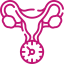 الجهاز التناسلي للمرأة الجهاز التناسلي للمرأة
